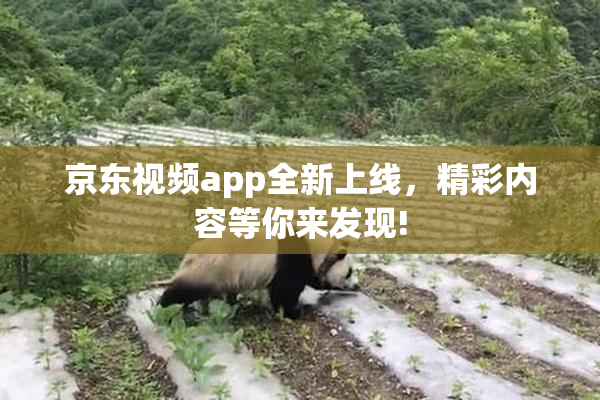京东视频app全新上线，精彩内容等你来发现!