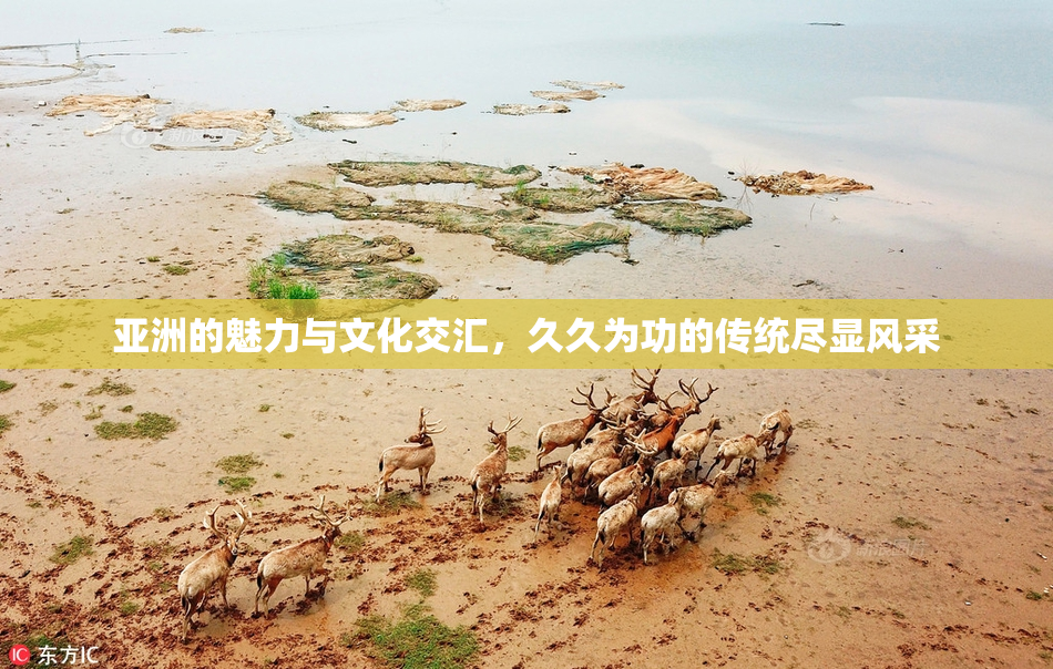 亚洲的魅力与文化交汇，久久为功的传统尽显风采