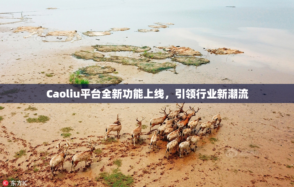 Caoliu平台全新功能上线，引领行业新潮流