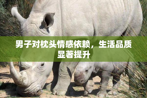 男子对枕头情感依赖，生活品质显著提升