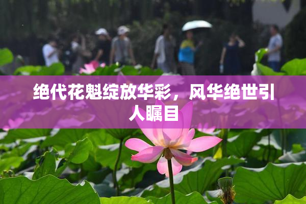绝代花魁绽放华彩，风华绝世引人瞩目