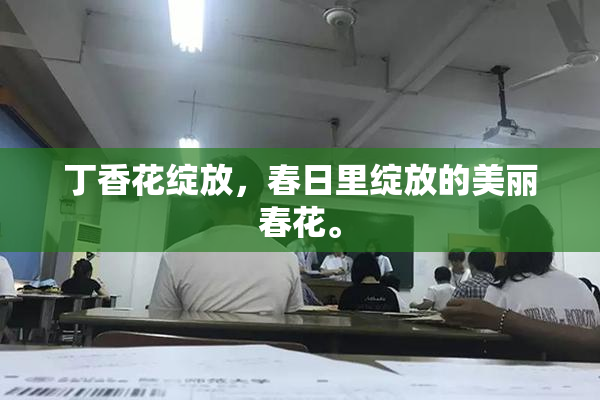 丁香花绽放，春日里绽放的美丽春花。