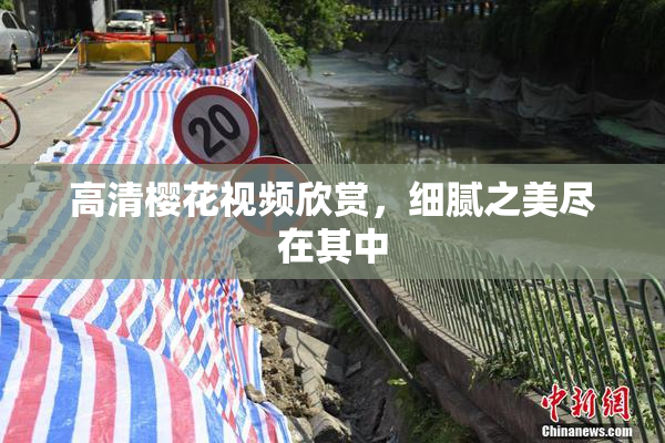 高清樱花视频欣赏，细腻之美尽在其中