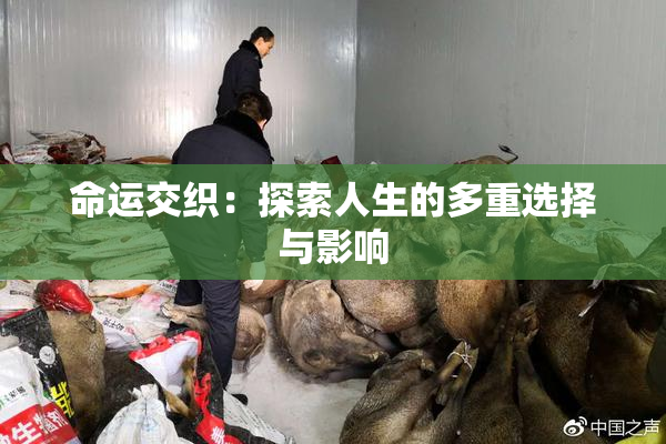 命运交织：探索人生的多重选择与影响