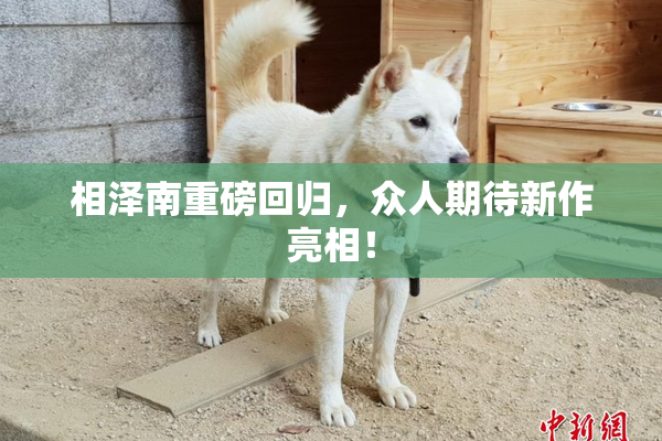 相泽南重磅回归，众人期待新作亮相！