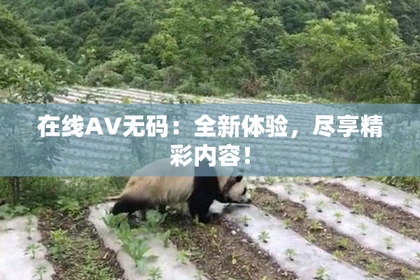 在线AV无码：全新体验，尽享精彩内容！