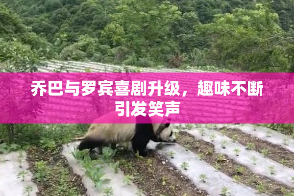 乔巴与罗宾喜剧升级，趣味不断引发笑声
