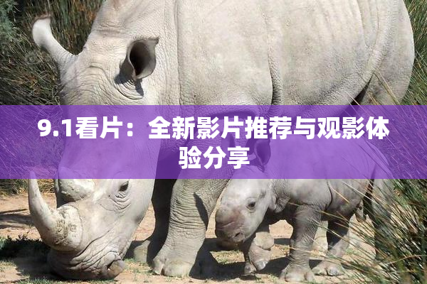 9.1看片：全新影片推荐与观影体验分享