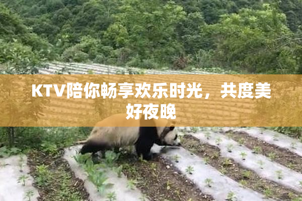 KTV陪你畅享欢乐时光，共度美好夜晚