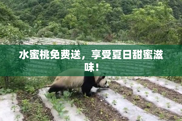 水蜜桃免费送，享受夏日甜蜜滋味！