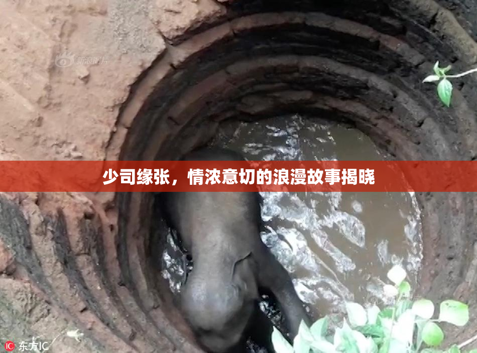 少司缘张，情浓意切的浪漫故事揭晓