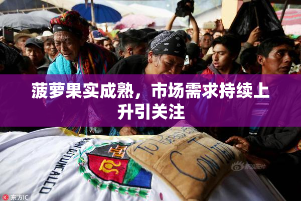 菠萝果实成熟，市场需求持续上升引关注