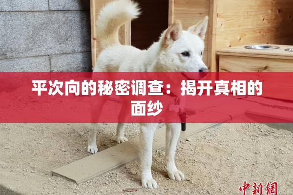平次向的秘密调查：揭开真相的面纱