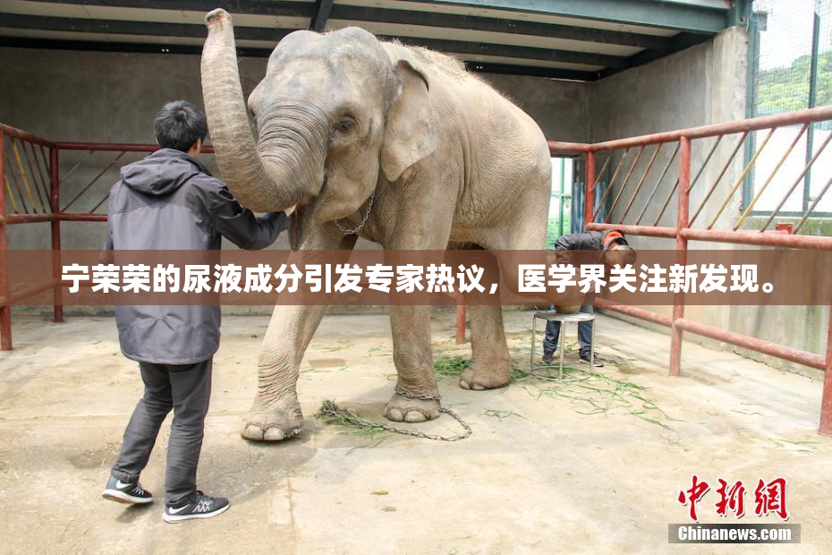 宁荣荣的尿液成分引发专家热议，医学界关注新发现。