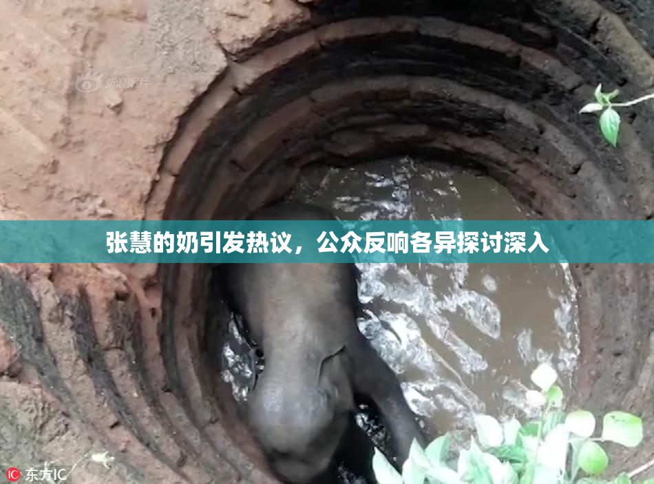 张慧的奶引发热议，公众反响各异探讨深入
