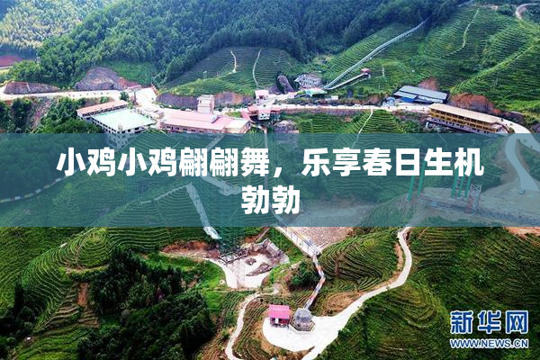 小鸡小鸡翩翩舞，乐享春日生机勃勃