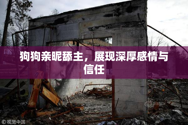 狗狗亲昵舔主，展现深厚感情与信任