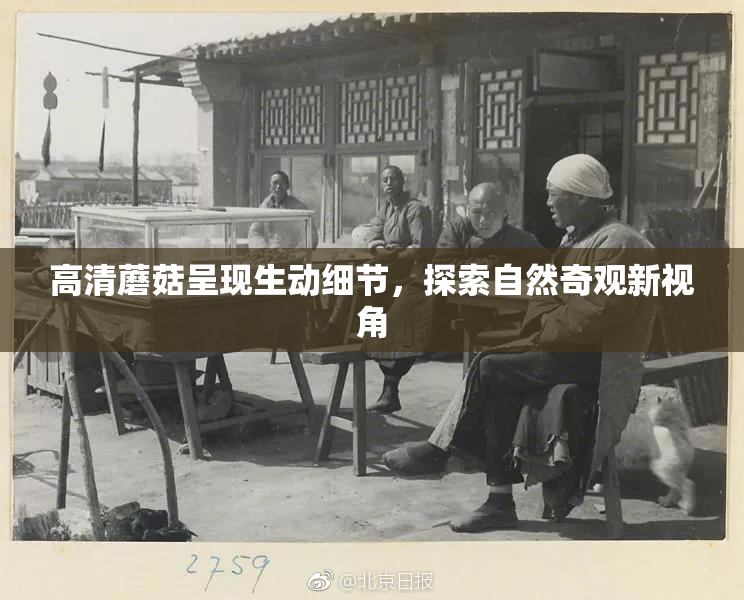 高清蘑菇呈现生动细节，探索自然奇观新视角