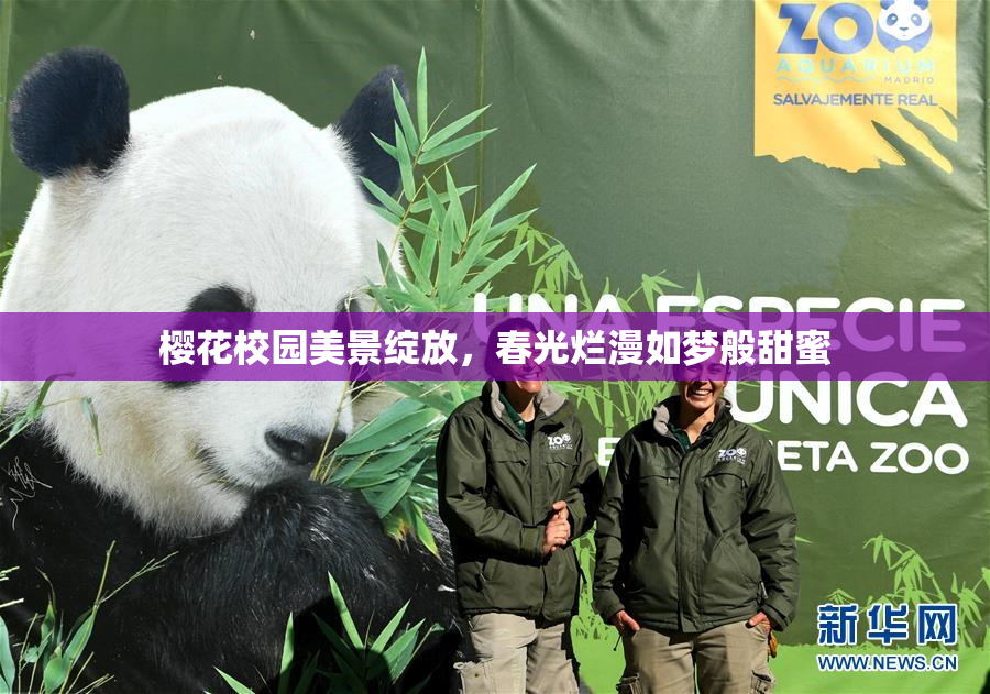 樱花校园美景绽放，春光烂漫如梦般甜蜜