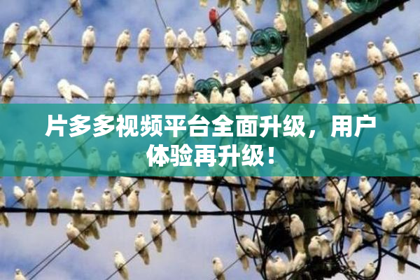 片多多视频平台全面升级，用户体验再升级！