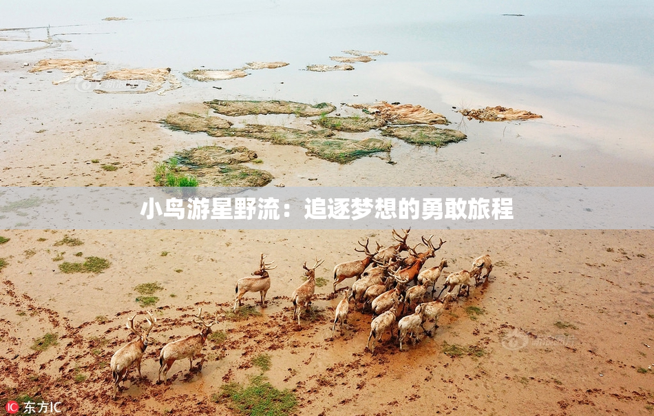 小鸟游星野流：追逐梦想的勇敢旅程