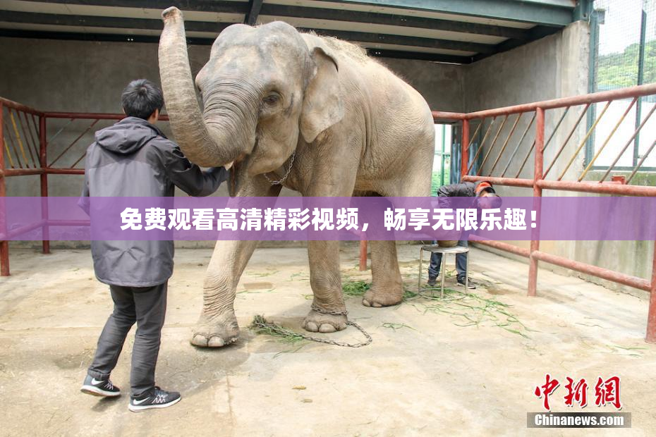 免费观看高清精彩视频，畅享无限乐趣！