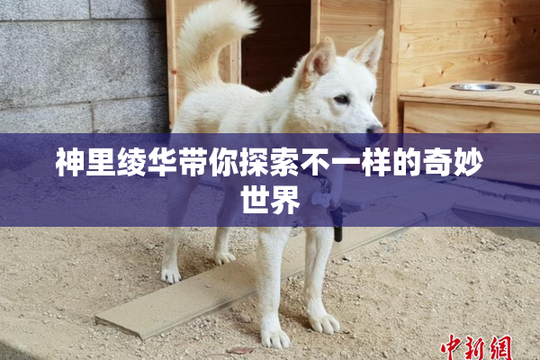 神里绫华带你探索不一样的奇妙世界