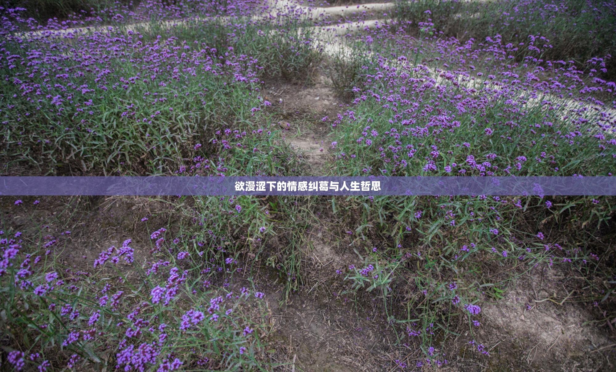 欲漫涩下的情感纠葛与人生哲思