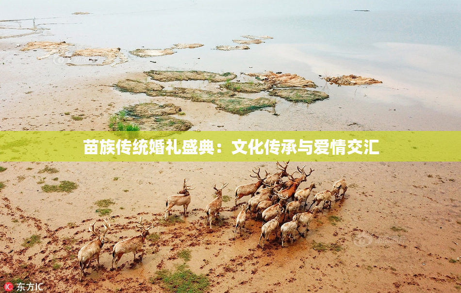 苗族传统婚礼盛典：文化传承与爱情交汇