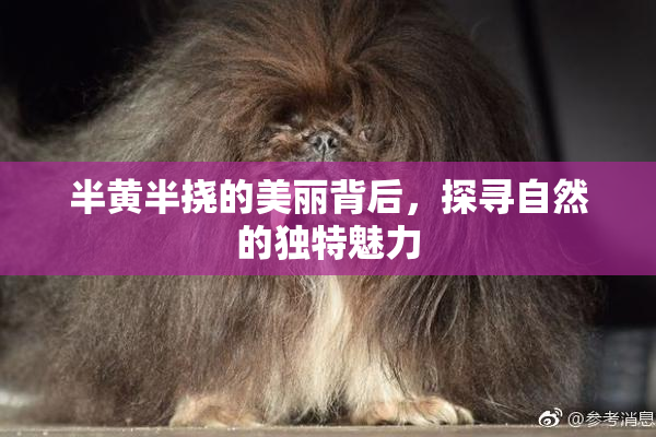 半黄半挠的美丽背后，探寻自然的独特魅力