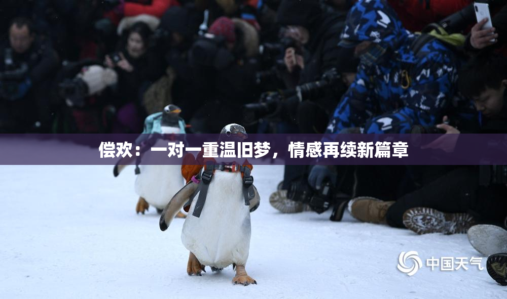 偿欢：一对一重温旧梦，情感再续新篇章