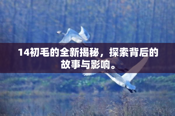 14初毛的全新揭秘，探索背后的故事与影响。
