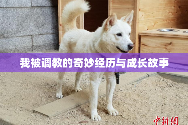 我被调教的奇妙经历与成长故事