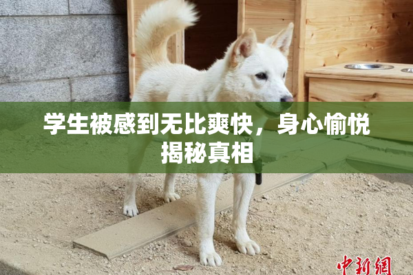 学生被感到无比爽快，身心愉悦揭秘真相