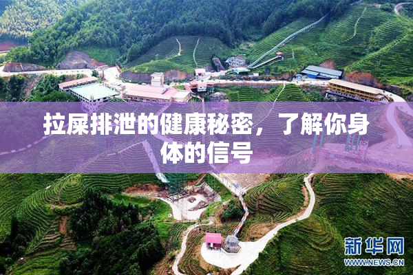 拉屎排泄的健康秘密，了解你身体的信号