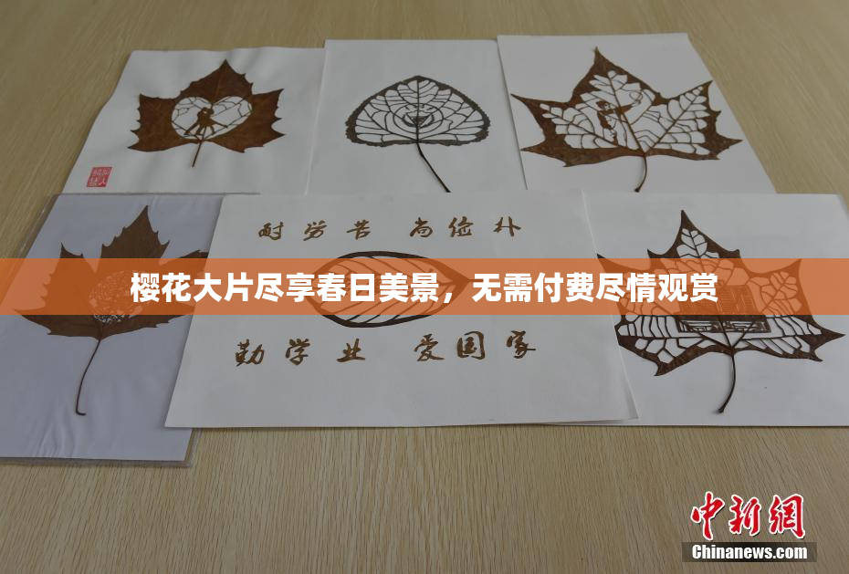樱花大片尽享春日美景，无需付费尽情观赏