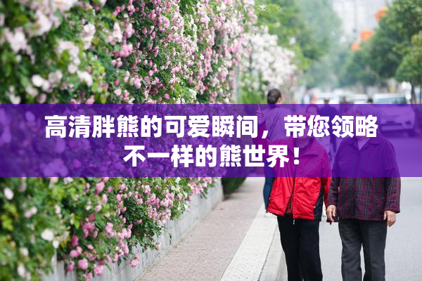 高清胖熊的可爱瞬间，带您领略不一样的熊世界！