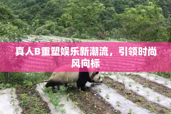 真人B重塑娱乐新潮流，引领时尚风向标