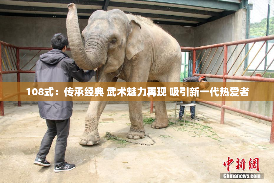 108式：传承经典 武术魅力再现 吸引新一代热爱者