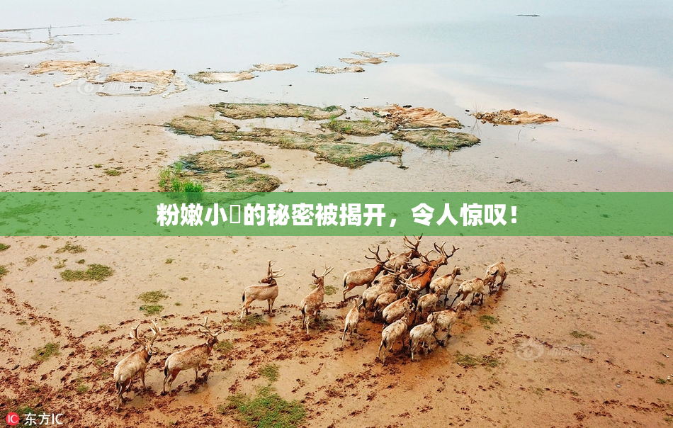 粉嫩小泬的秘密被揭开，令人惊叹！