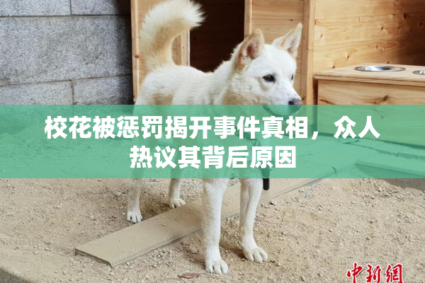 校花被惩罚揭开事件真相，众人热议其背后原因