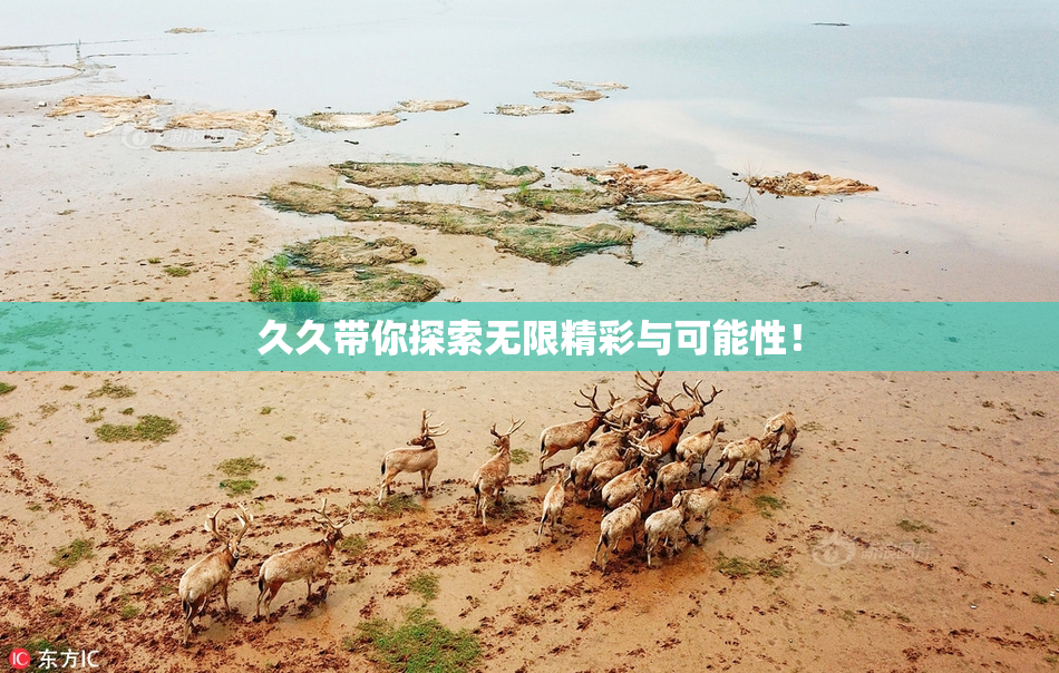 久久带你探索无限精彩与可能性！