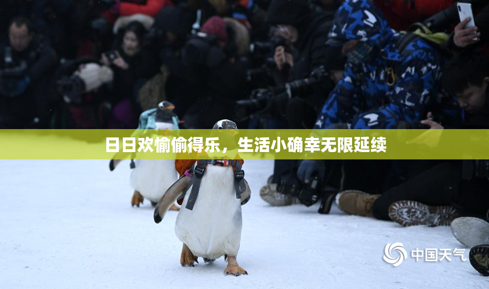 日日欢愉偷得乐，生活小确幸无限延续