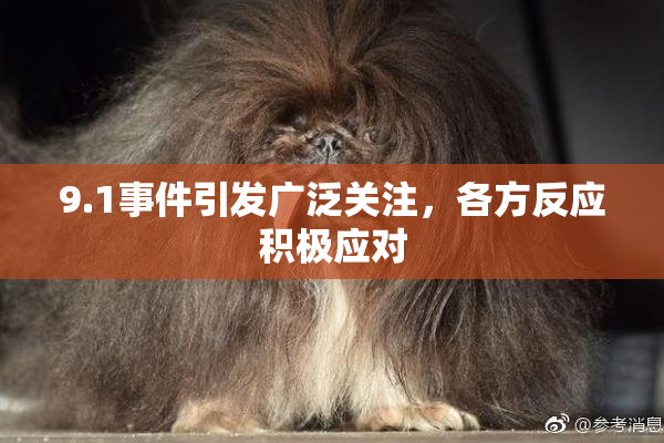 9.1事件引发广泛关注，各方反应积极应对
