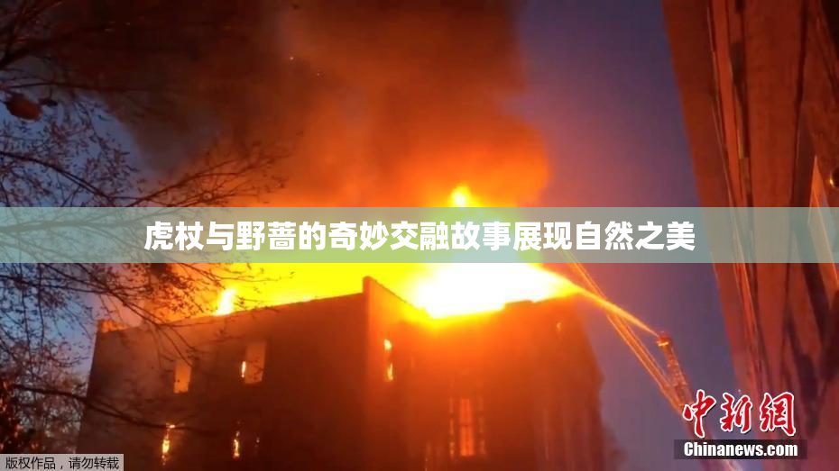 虎杖与野蔷的奇妙交融故事展现自然之美