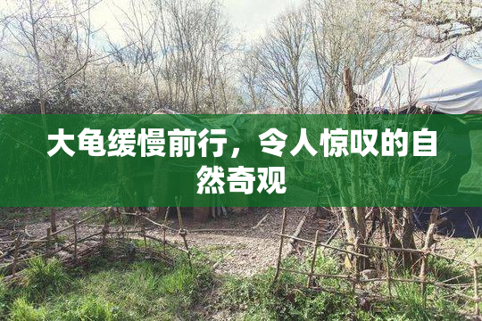 大龟缓慢前行，令人惊叹的自然奇观