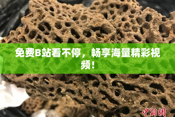 免费B站看不停，畅享海量精彩视频！