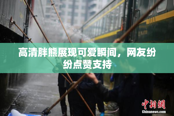高清胖熊展现可爱瞬间，网友纷纷点赞支持