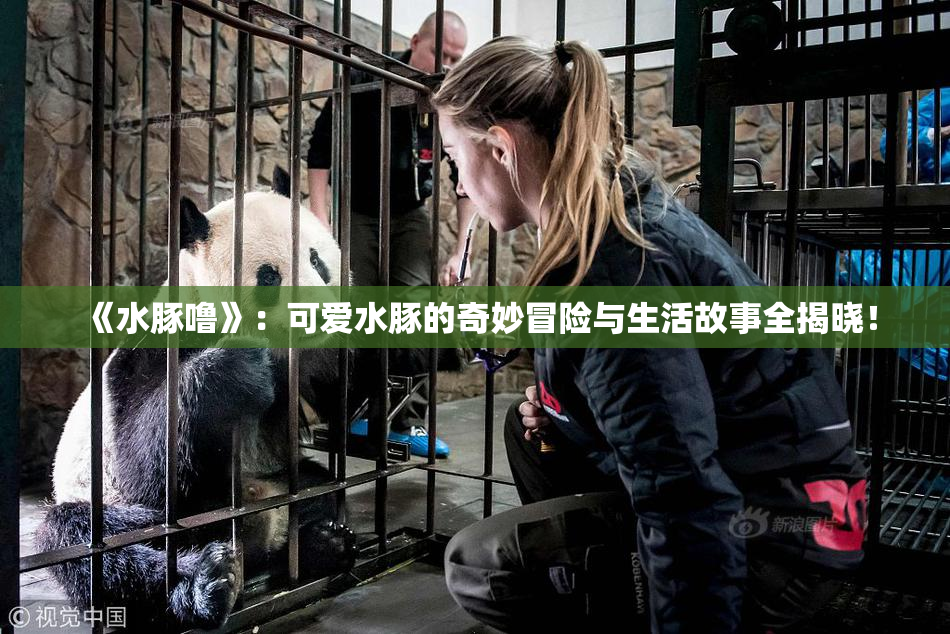 《水豚噜》：可爱水豚的奇妙冒险与生活故事全揭晓！