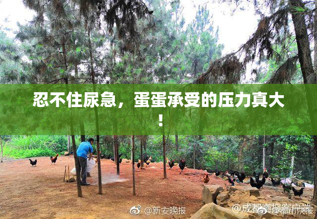 忍不住尿急，蛋蛋承受的压力真大！